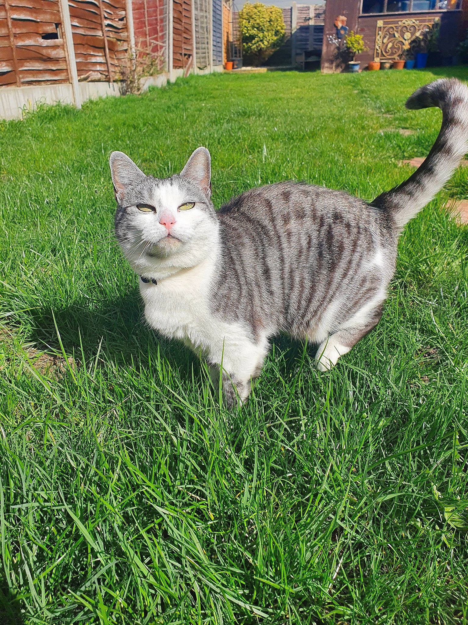 Tiffany is registered to the contest to win money with this photo: carnivore, cat, domestic_short_haired_cat, fawn, felidae, fur, grass, grassland, groundcover, paw, plant, sitting, small_to_medium_sized_cats, snout, tail, terrestrial_animal, tree, whiskers, wildlife, window