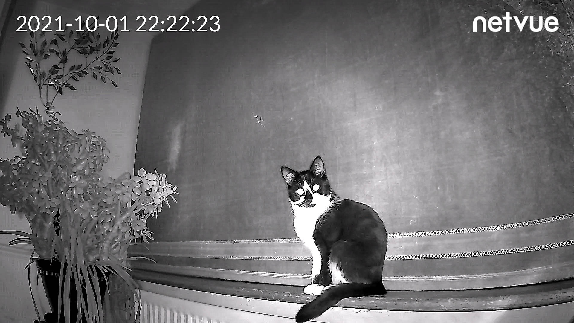 Nala joined the competition — help win amazing prizes! black, black_and_white, carnivore, cat, darkness, felidae, flash_photography, font, grey, line, monochrome, monochrome_photography, plant, small_to_medium_sized_cats, snapshot, style, tail, tints_and_shades, whiskers, window