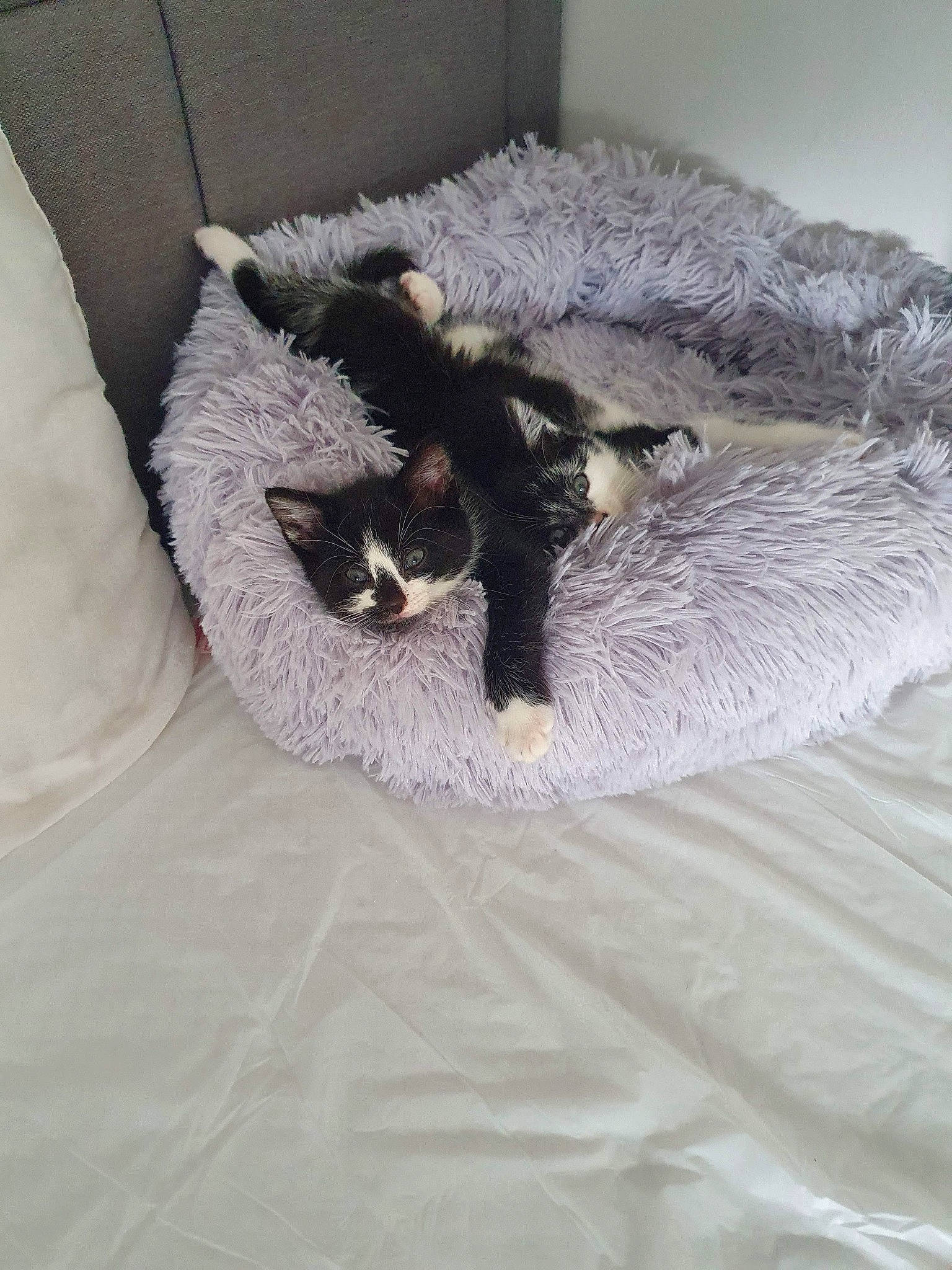 Nala is registered to the contest to win money with this photo: bedding, carnivore, cat, cat_bed, cat_supply, claw, comfort, domestic_short_haired_cat, duvet, felidae, fur, grey, linens, nap, paw, small_to_medium_sized_cats, snout, tail, terrestrial_animal, whiskers