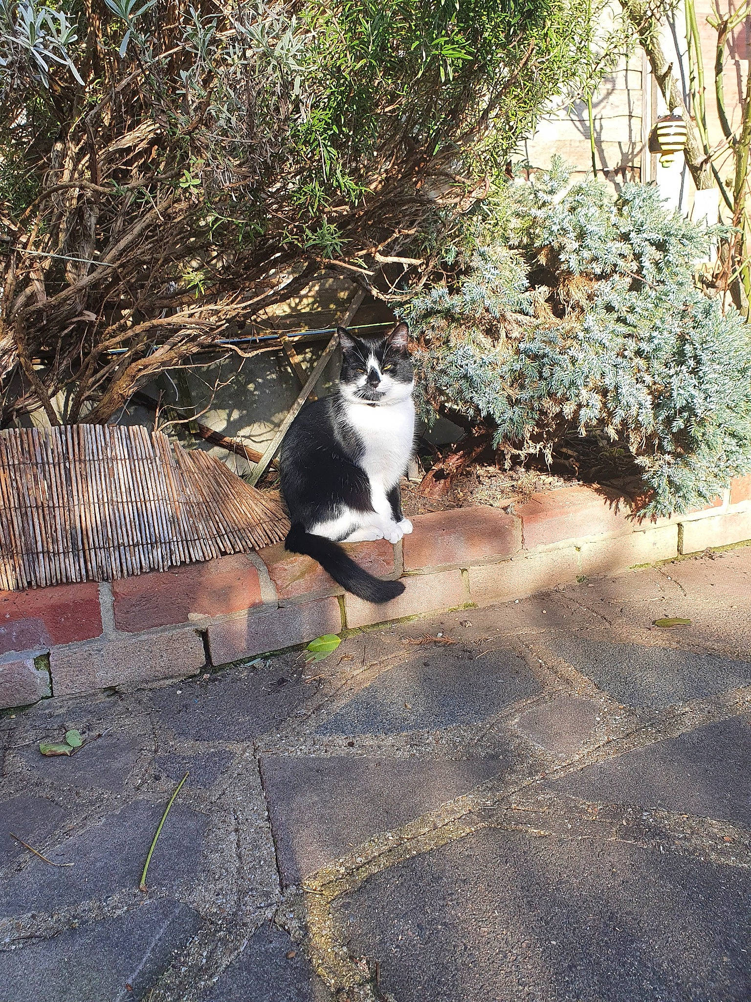 Nala is registered to the contest to win money with this photo: asphalt, carnivore, cat, domestic_short_haired_cat, felidae, fur, grass, plant, road, road_surface, shadow, sidewalk, small_to_medium_sized_cats, soil, street, tail, terrestrial_animal, tints_and_shades, whiskers, wood