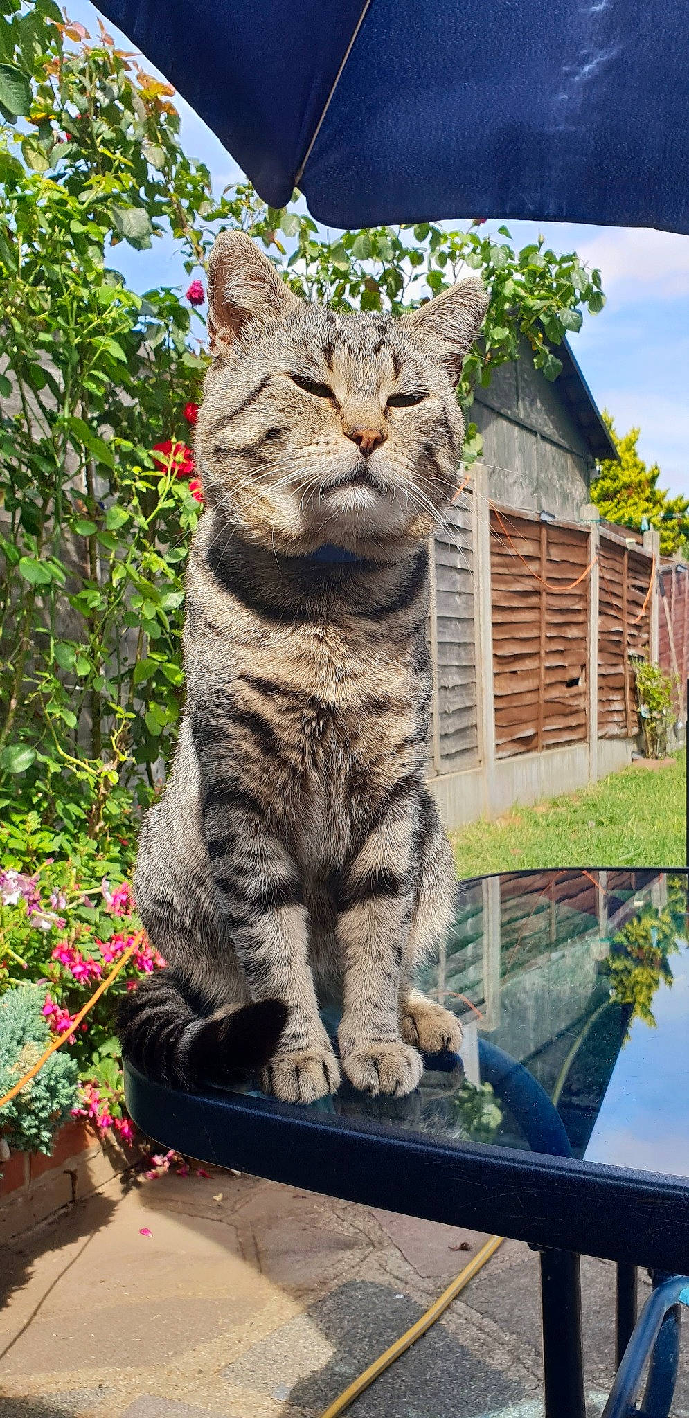 Coco is registered to the contest to win money with this photo: art, carnivore, cat, domestic_short_haired_cat, felidae, flower, flowerpot, fur, grass, groundcover, houseplant, plant, sky, small_to_medium_sized_cats, snout, tail, terrestrial_animal, tree, whiskers, wood