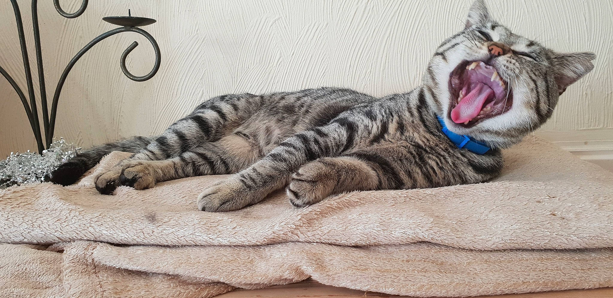 Coco is registered to the contest to win money with this photo: art, carnivore, cat, claw, comfort, domestic_short_haired_cat, fang, felidae, fur, grey, nap, pattern, paw, roar, small_to_medium_sized_cats, snout, tail, terrestrial_animal, whiskers, yawn