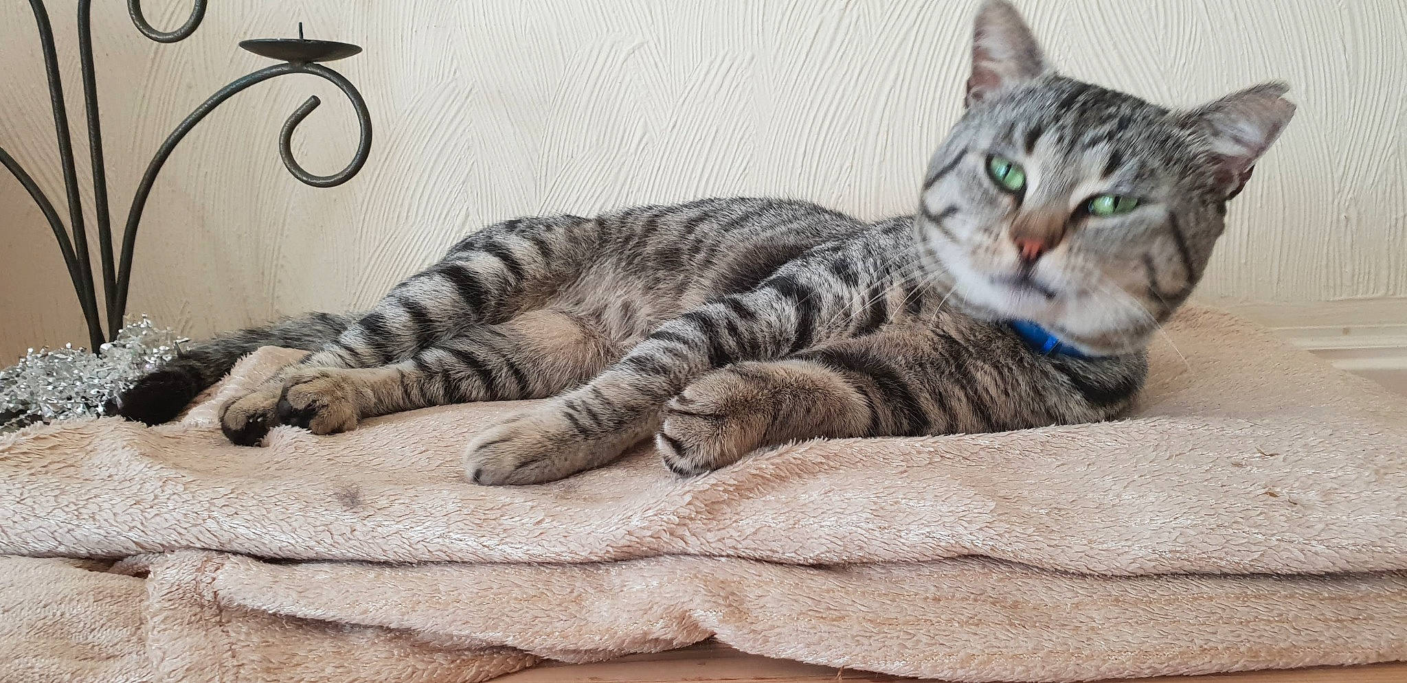 Coco joined the competition — help win amazing prizes! carnivore, cat, claw, comfort, domestic_short_haired_cat, felidae, foot, fur, grey, pattern, paw, sitting, small_to_medium_sized_cats, snout, tail, terrestrial_animal, whiskers