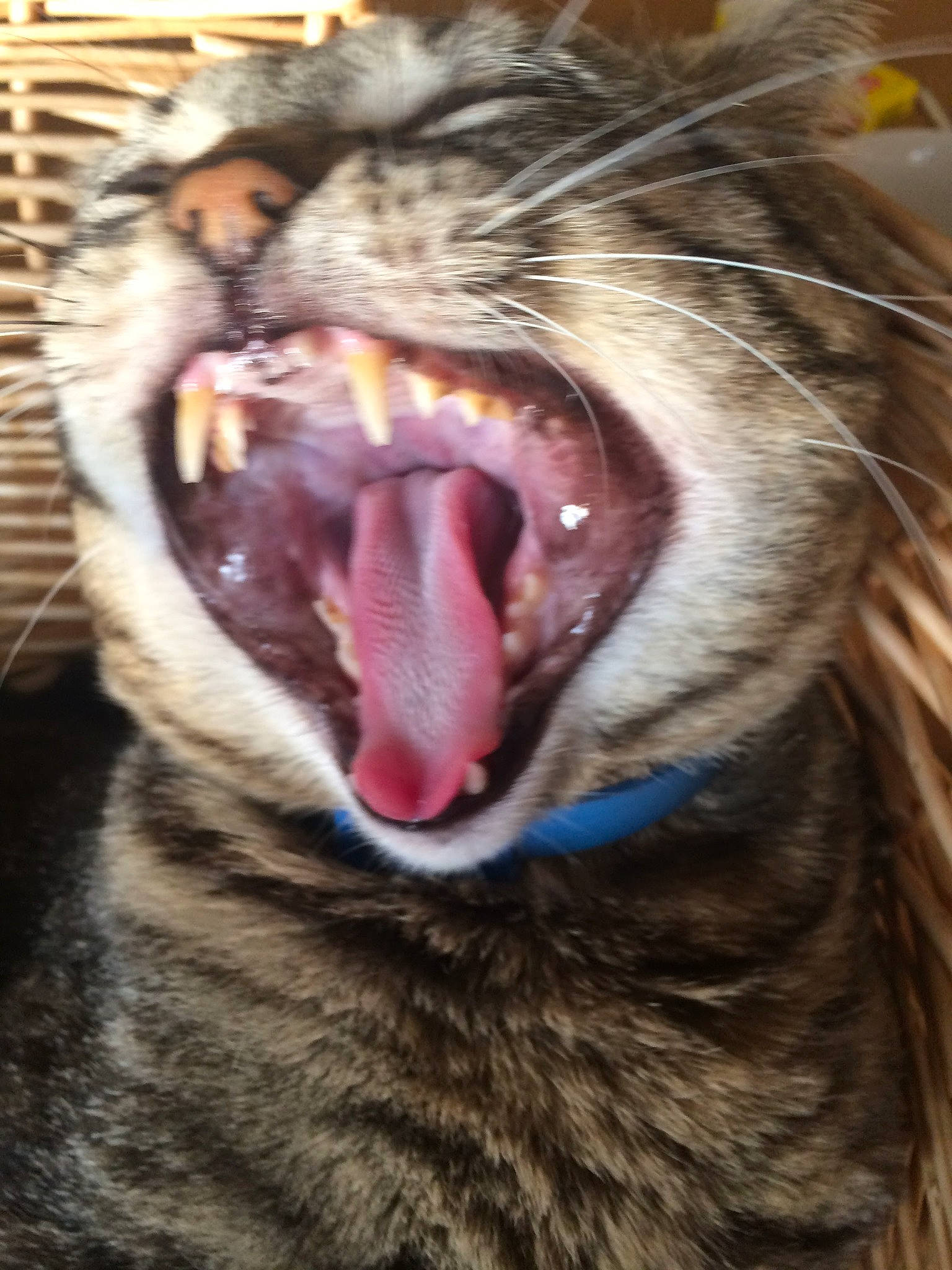 Coco is registered to the contest to win money with this photo: carnivore, cat, claw, close_up, domestic_short_haired_cat, fang, felidae, fur, humour, jaw, mammal, mouth, small_to_medium_sized_cats, snout, terrestrial_animal, tongue, tooth, whiskers, wildlife, yawn