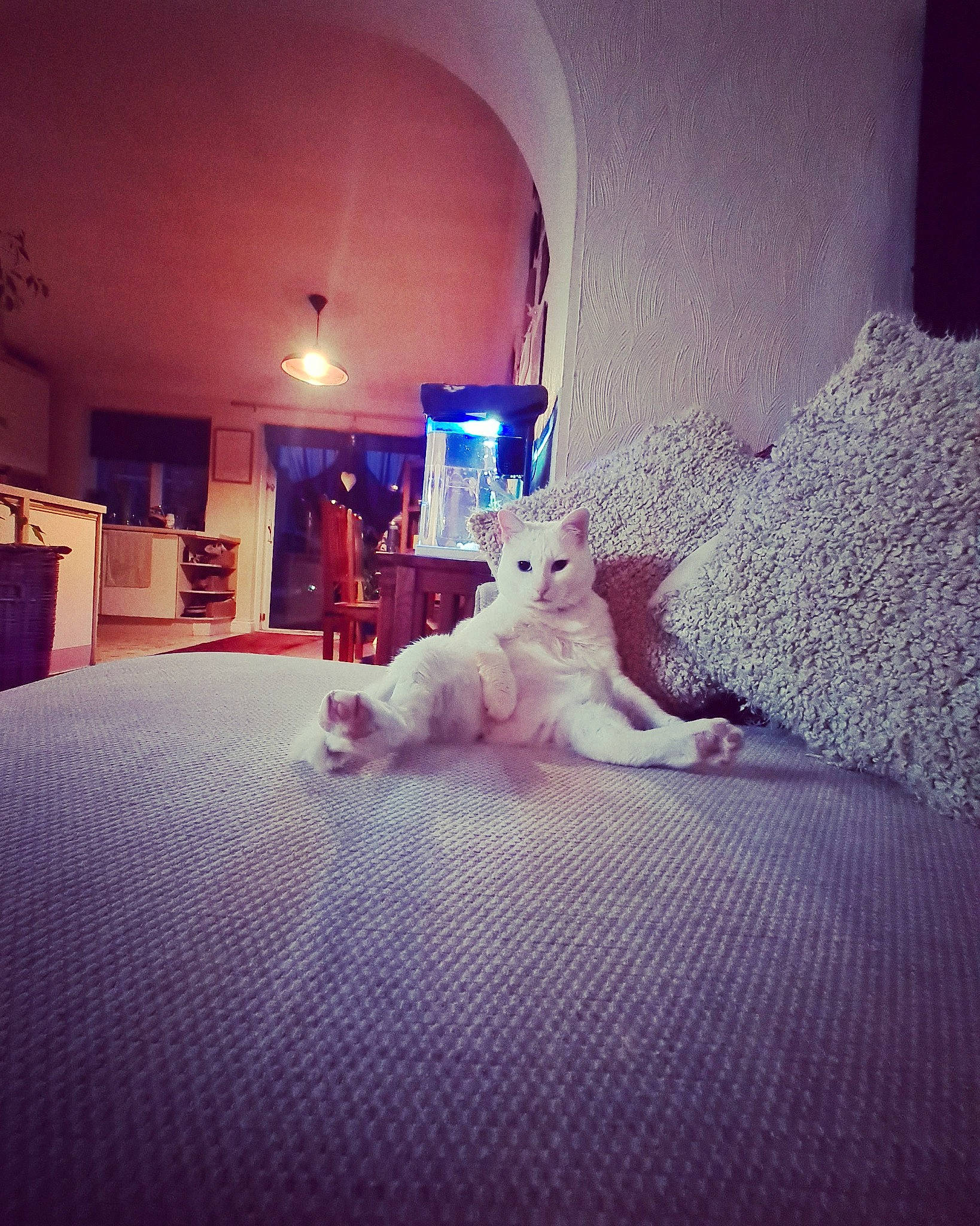 Loui joined the competition — help win amazing prizes! carnivore, cloud, comfort, companion_dog, door, felidae, floor, flooring, happy, interior_design, lamp, linens, morning, music_venue, small_to_medium_sized_cats, sunlight, tints_and_shades, toy, whiskers, wood