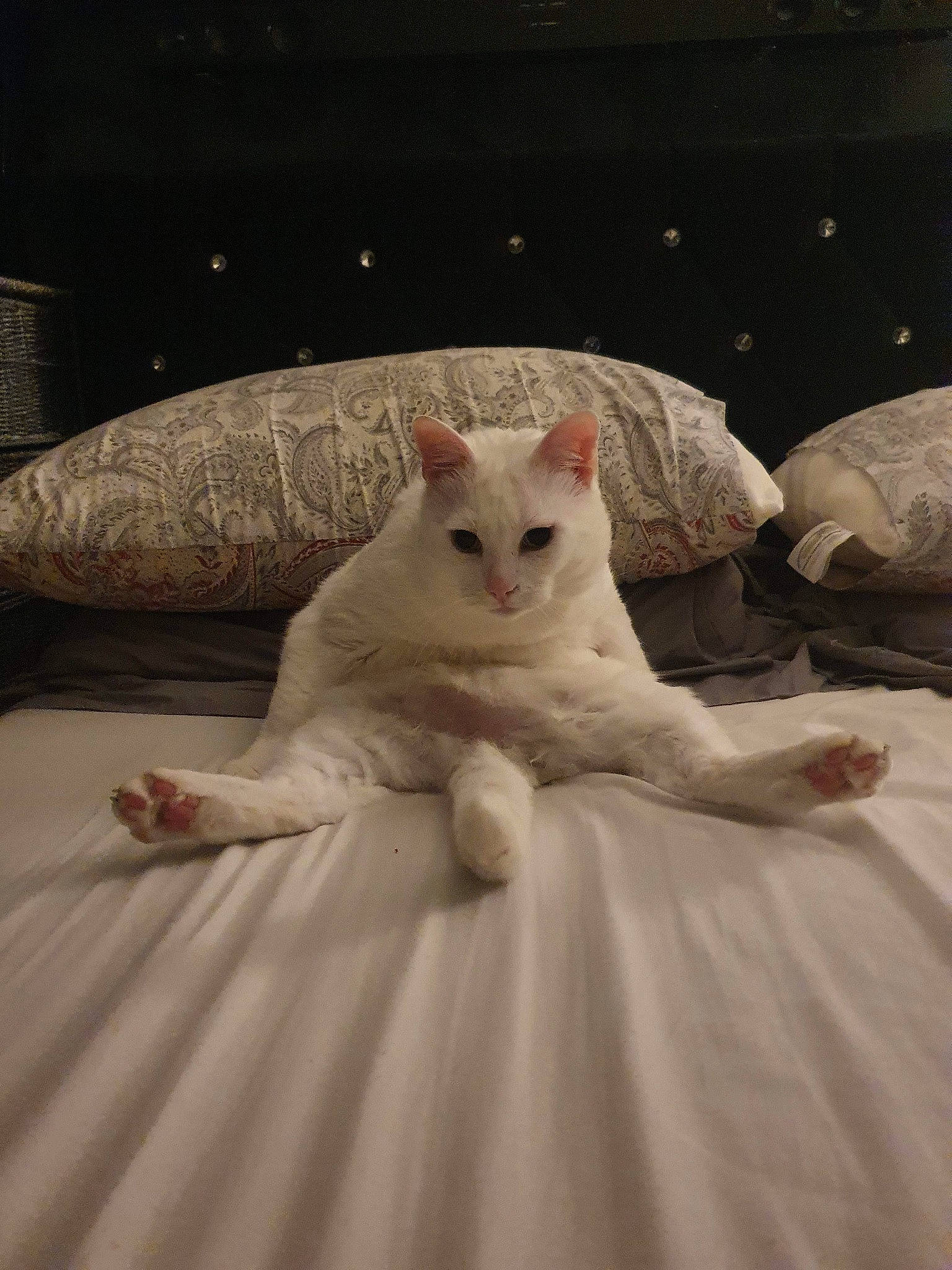 Loui is registered to the contest to win money with this photo: bedding, bridal_accessory, carnivore, cat, comfort, embellishment, fashion_design, felidae, flooring, formal_wear, fur, gown, linens, peach, ruffle, sleeve, small_to_medium_sized_cats, tail, whiskers, wood