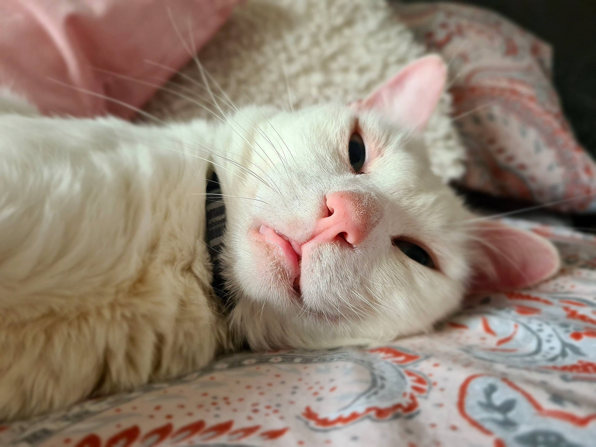 Loui is registered to the contest to win money with this photo: carnivore, cat, comfort, domestic_short_haired_cat, felidae, foot, fur, linens, nap, paw, small_to_medium_sized_cats, snout, terrestrial_animal, whiskers