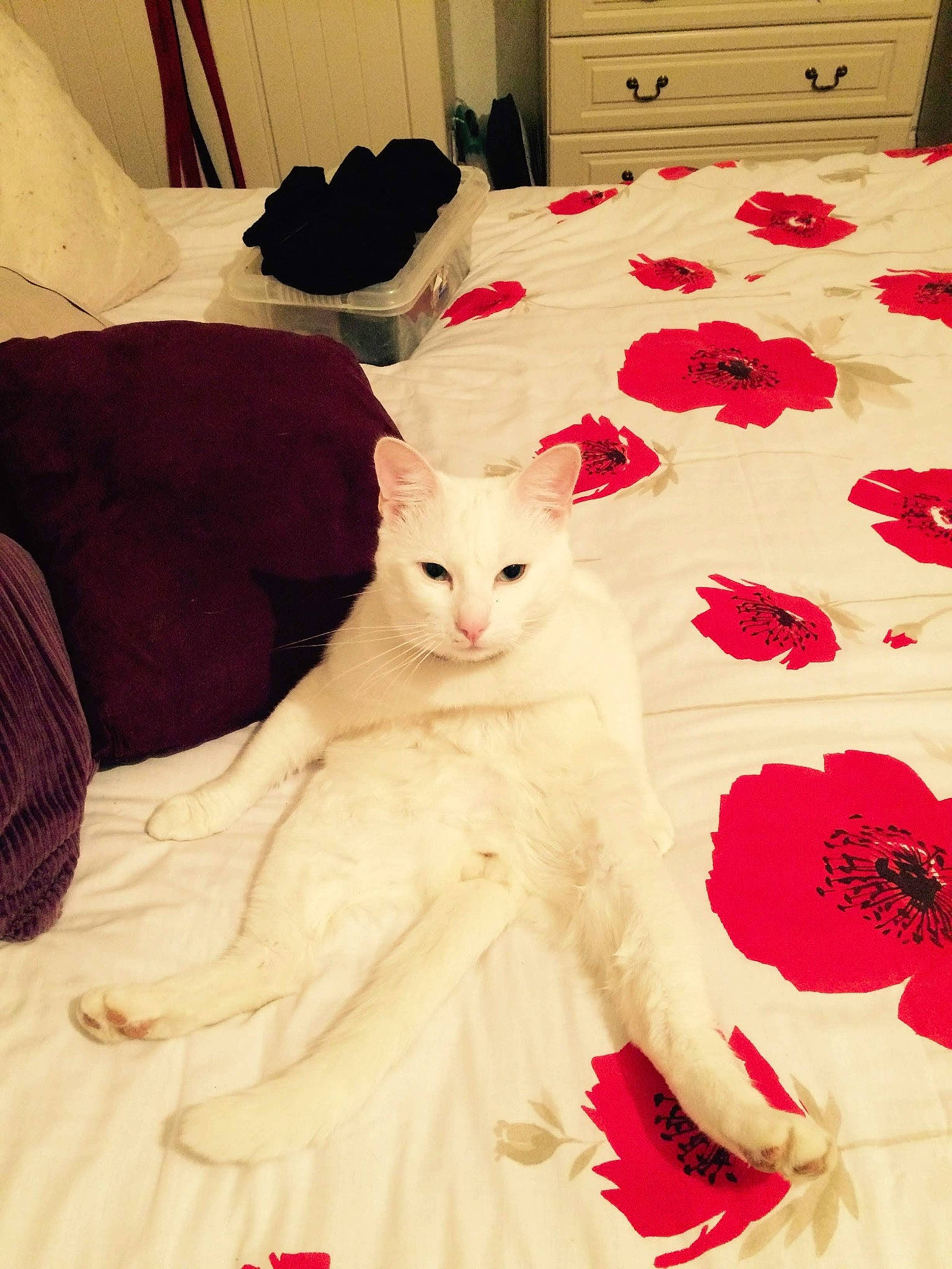 Loui joined the competition — help win amazing prizes! bed, bedding, cabinetry, carmine, carnivore, cat, comfort, felidae, flooring, fur, linens, pattern, petal, red, room, small_to_medium_sized_cats, tail, textile, whiskers, white