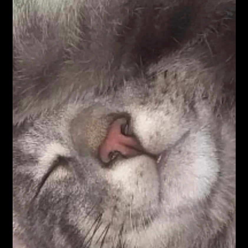 Simba joined the competition — help win amazing prizes! animal, ape, art, cat, cheetah, collage, computer, computerhardware, electronics, hardware, lion, monitor, panther, pc, person, pet, rabbit, screen, sleeping, snout