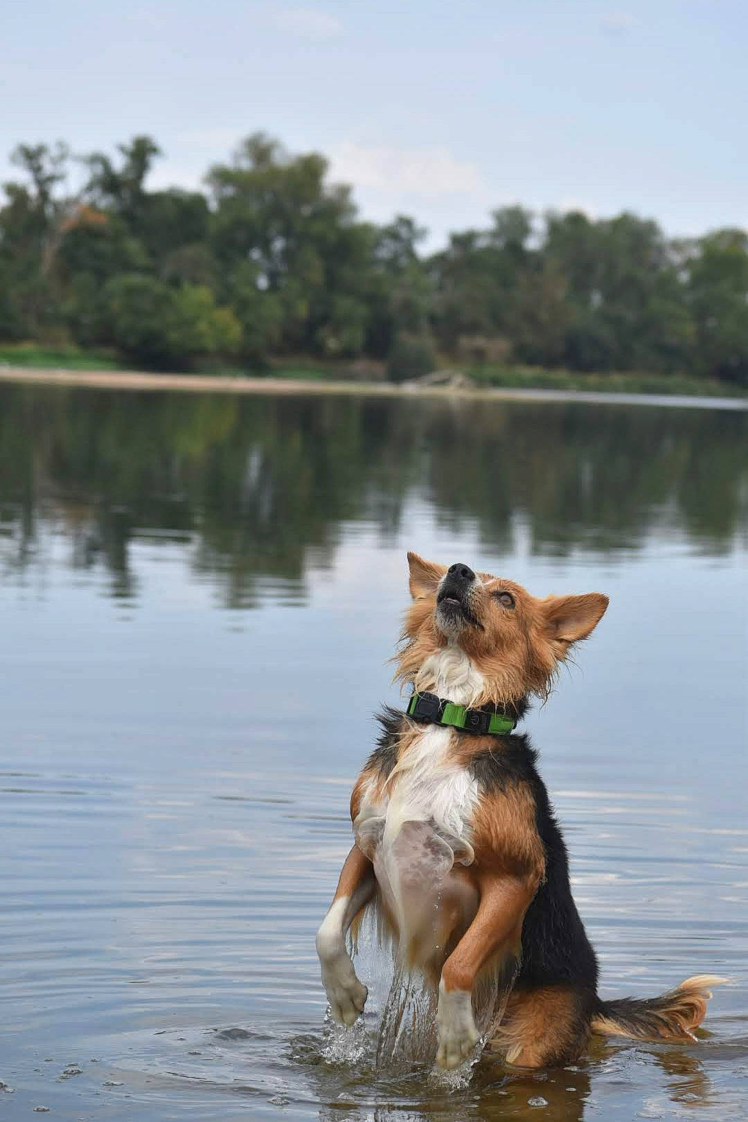 Kaya participe au concours pour gagner de l'argent avec cette photo : airedale_terrier, carnivore, collar, companion_dog, dog, dog_breed, dog_collar, happy, lake, liver, reflection, reservoir, sky, snout, tail, terrier, tree, water, watercourse, working_animal