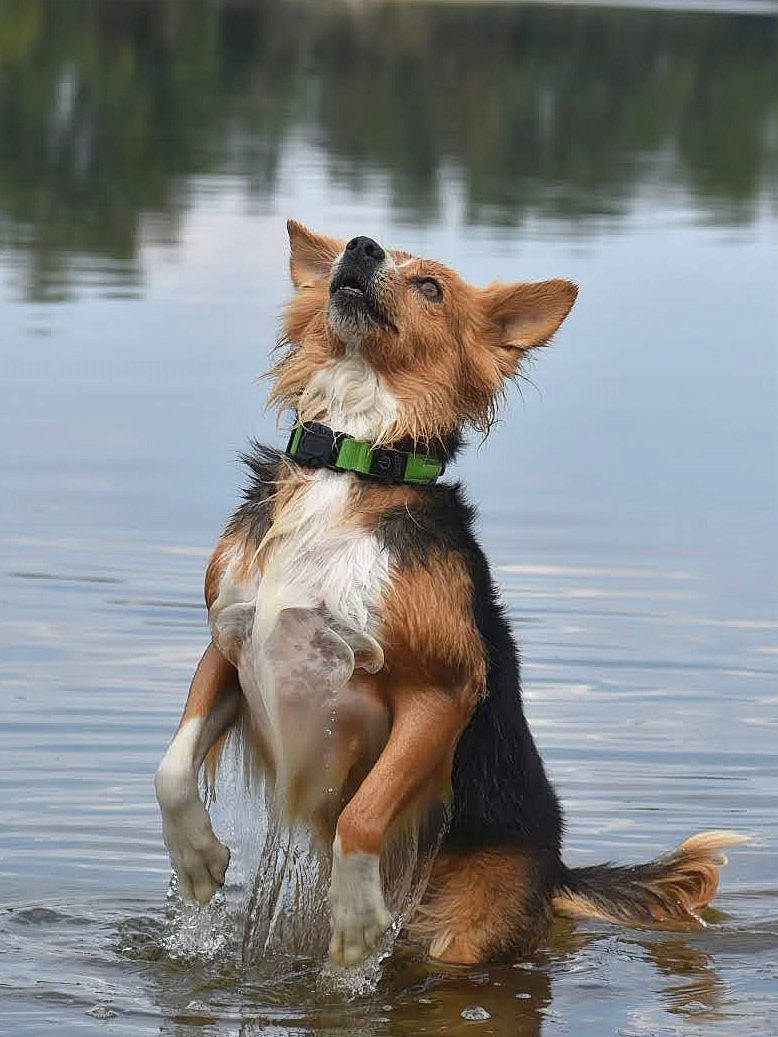 Kaya a rejoint le concours — aidez-le/la à gagner de superbes lots ! canidae, carnivore, collar, companion_dog, dog, dog_breed, dog_collar, dog_supply, fawn, giant_dog_breed, herding_dog, lake, liver, pet_supply, sporting_group, terrestrial_animal, terrier, water, working_animal, working_dog