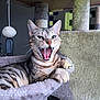 cat, tabby, cat_tree, yawning, pet, feline, whiskers, claws, indoor, plush, toy, fur, animal, cute, relaxed, home, comfortable, playful, resting, domestic