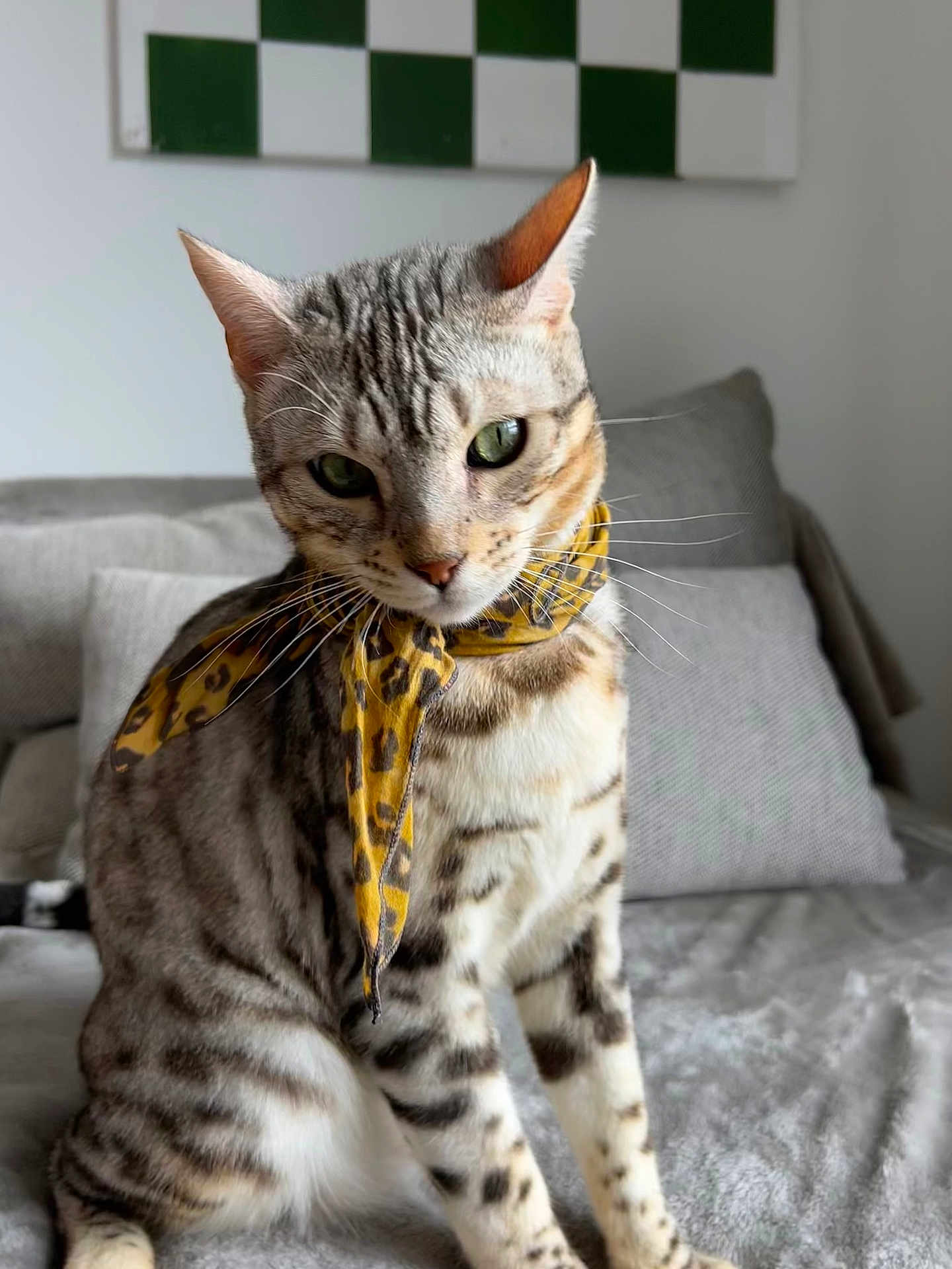 Cesar a rejoint le concours — aidez-le/la à gagner de superbes lots ! cat, scarf, leopard_print, pet, animal, feline, indoor, couch, pillow, gray, striped, spotted, whiskers, ears, eyes, fur, portrait, cozy, home, decor