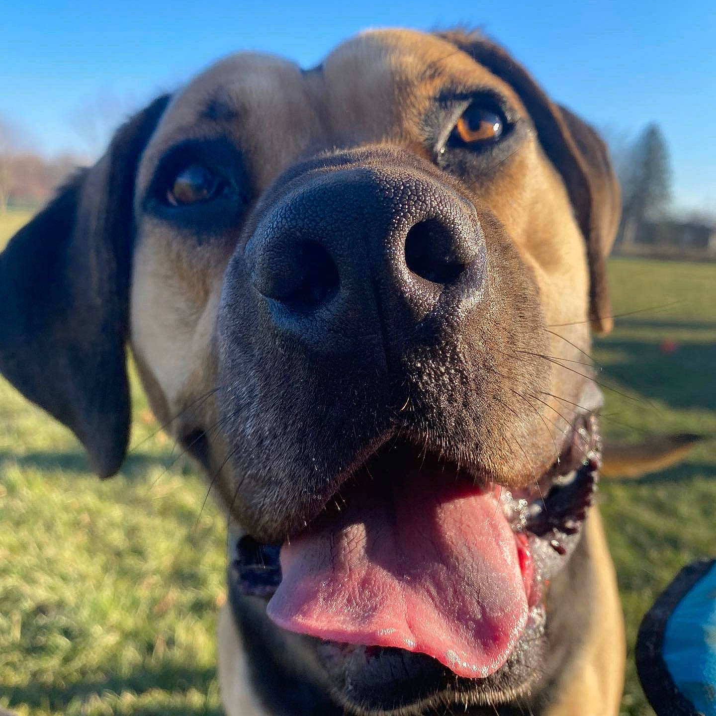 Athena joined the competition — help win amazing prizes! carnivore, close_up, cloud, collar, companion_dog, dog, dog_breed, eye, fawn, grass, happy, jaw, liver, plant, selfie, sky, snout, sporting_group, whiskers, working_animal