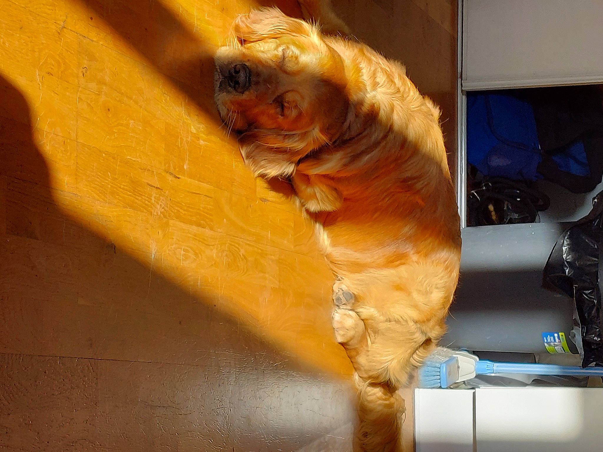 Hugo a rejoint le concours — aidez-le/la à gagner de superbes lots ! canidae, carnivore, carving, ceiling, cockatoo, fawn, feather, felidae, flooring, fur, hardwood, plywood, snout, sporting_group, tail, varnish, window, wood, wood_stain, wrinkle