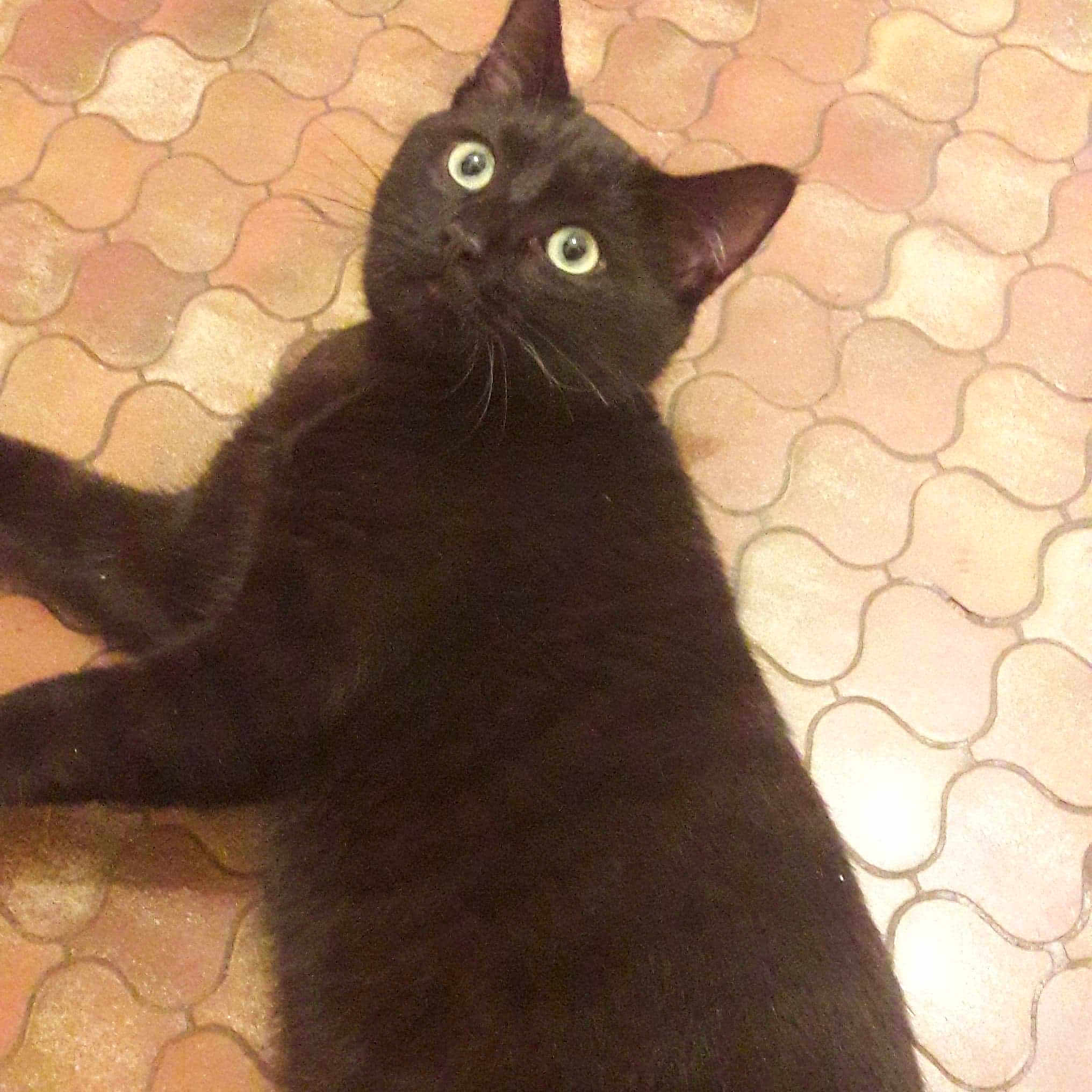 Prince