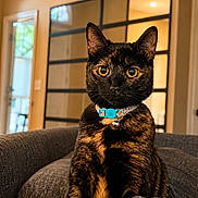 Panda is registered to the contest to win money with this photo: cat, tortoiseshell_cat, pet, animal, portrait, sitting, indoors, armchair, furniture, collar, bell, amber_eyes, black_fur, orange_fur, alert, looking_at_camera, cozy, home, warm_lighting, glass_doors
