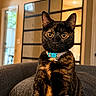 cat, tortoiseshell_cat, pet, animal, portrait, sitting, indoors, armchair, furniture, collar, bell, amber_eyes, black_fur, orange_fur, alert, looking_at_camera, cozy, home, warm_lighting, glass_doors