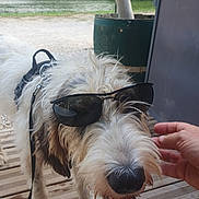 Chipie participe au concours pour gagner de l'argent avec cette photo : animal, canine, casual, closeup, companion, dog, friendly, fur, greenery, hand, happy, leash, nature, outdoor, pet, portrait, smiling, summer, sunglasses, wooden_deck