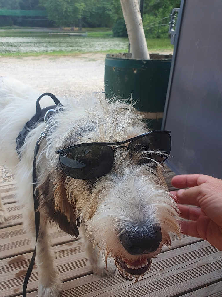 Chipie participe au concours pour gagner de l'argent avec cette photo : animal, canine, casual, closeup, companion, dog, friendly, fur, greenery, hand, happy, leash, nature, outdoor, pet, portrait, smiling, summer, sunglasses, wooden_deck