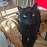 Ninou a rejoint le concours — aidez-le/la à gagner de superbes lots ! black_cat, cat, green_eyes, blanket, cozy, indoor, sunlight, furniture, chair, red_cloth, relaxed, pet, animal, whiskers, fur, portrait, cute, domestic_cat, soft_texture, curious