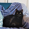 black_cat, cat, animal, pet, feline, indoor, chair, blanket, striped, blue, white, relaxed, resting, cozy, domestic, fur, whiskers, ears, eyes, home