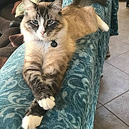 Joey is registered to the contest to win money with this photo: cat, feline, pet, indoor, couch, blanket, crossed_paws, relaxed, fur, blue_eyes, tag, living_room, tile_floor, decor, home, comfort, animal, mammal, domestic, resting