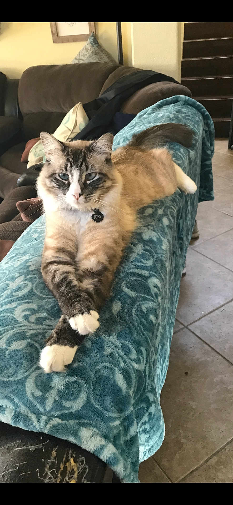 Joey is registered to the contest to win money with this photo: cat, feline, pet, indoor, couch, blanket, crossed_paws, relaxed, fur, blue_eyes, tag, living_room, tile_floor, decor, home, comfort, animal, mammal, domestic, resting