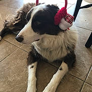 Bandit is registered to the contest to win money with this photo: dog, canine, pet, earmuffs, holiday_accessory, black_and_white, fur, lying_down, indoor, tile_floor, calm, side_view, domestic_animal, animal, muzzle, paw, resting, decorative, quiet, companion