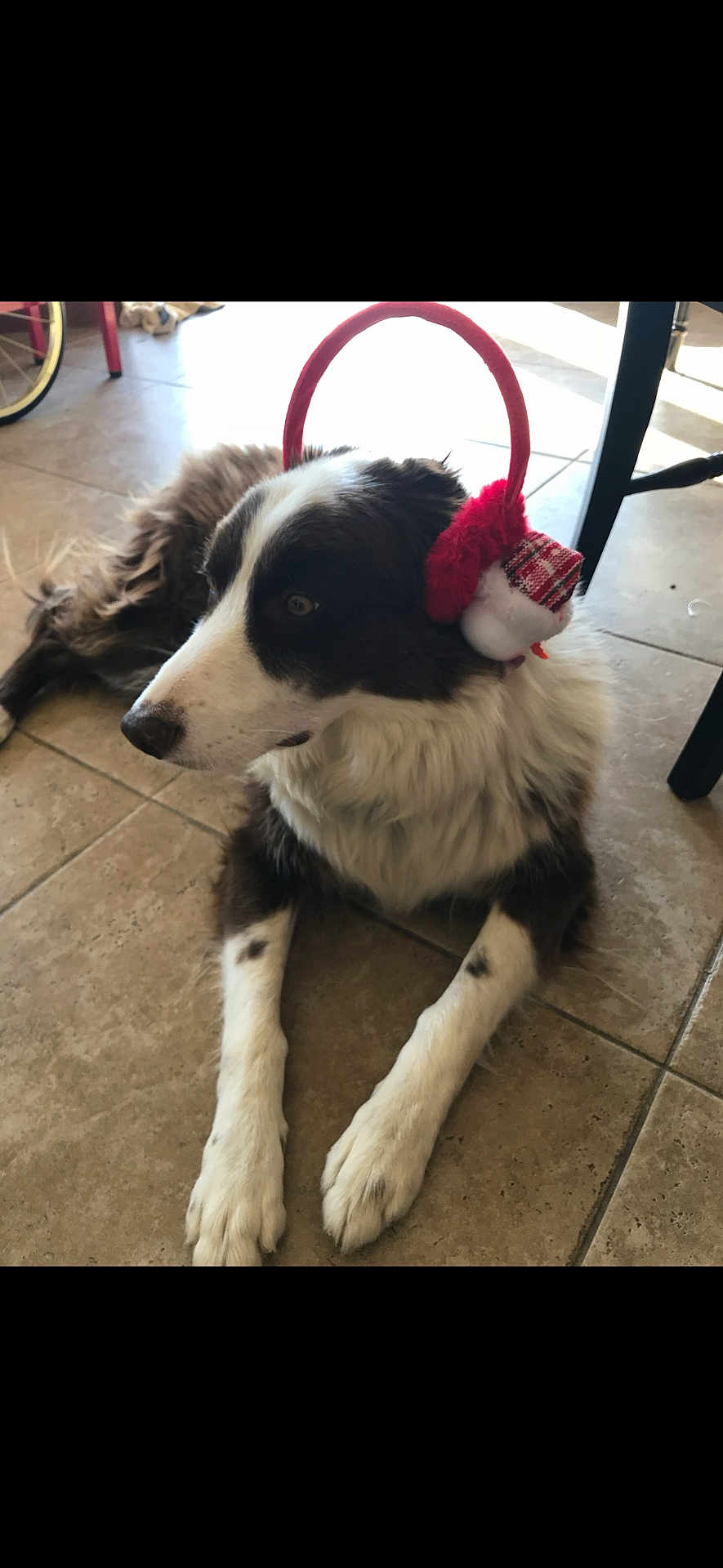 Bandit is registered to the contest to win money with this photo: dog, canine, pet, earmuffs, holiday_accessory, black_and_white, fur, lying_down, indoor, tile_floor, calm, side_view, domestic_animal, animal, muzzle, paw, resting, decorative, quiet, companion