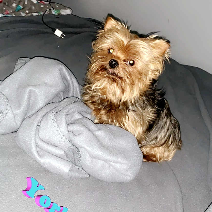 Prince