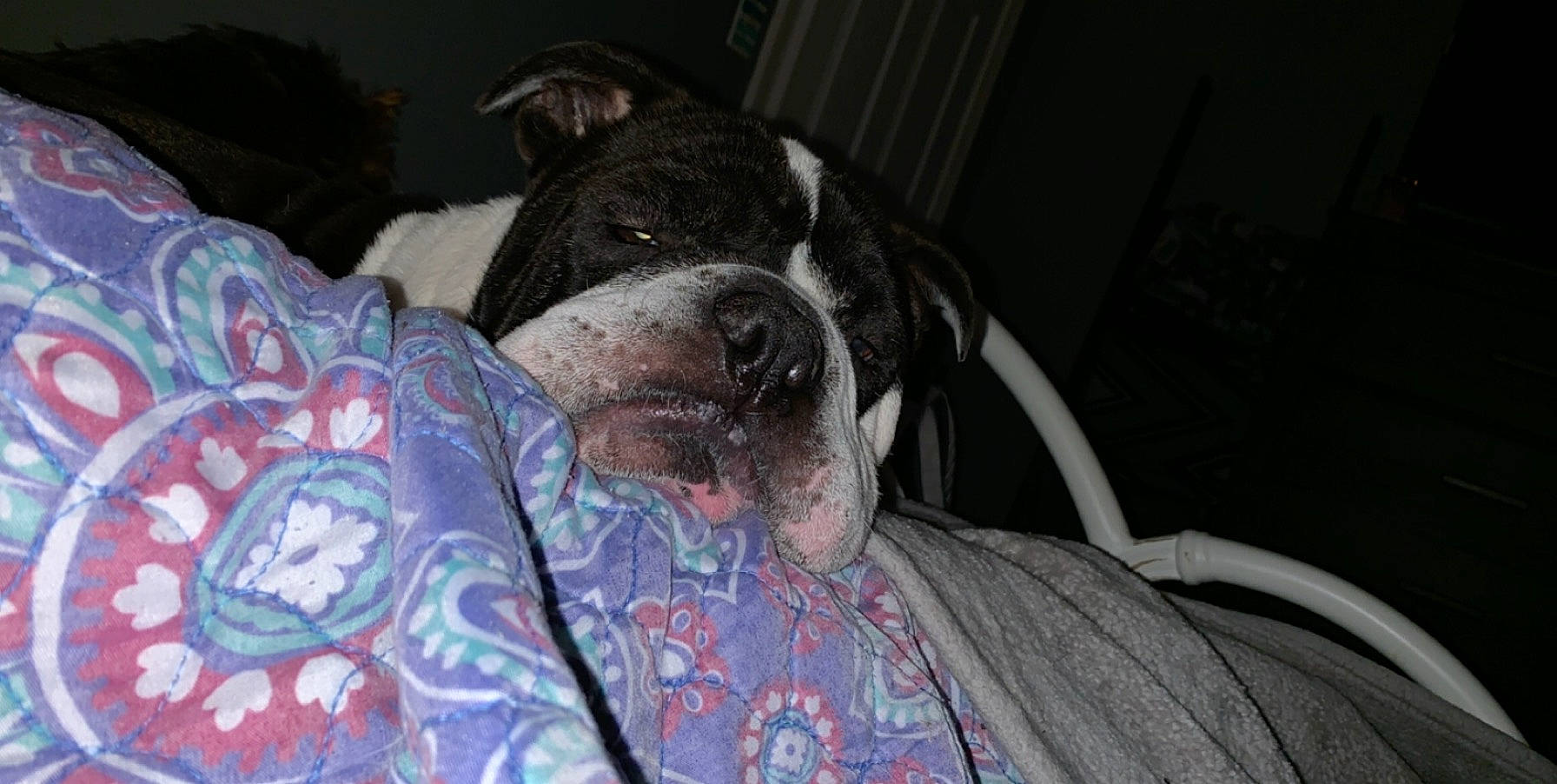 Oakley joined the competition — help win amazing prizes! american_pit_bull_terrier, american_staffordshire_terrier, canidae, carnivore, companion_dog, dog, dog_breed, ear, non_sporting_group, pit_bull, pointer, snout, sporting_group