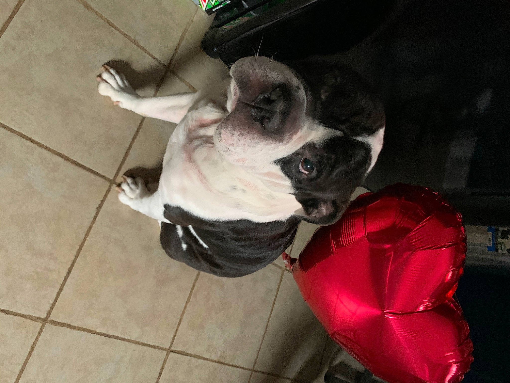 Oakley joined the competition — help win amazing prizes! boston_terrier, bulldog, canidae, carnivore, companion_dog, dog, dog_breed, fawn, french_bulldog, non_sporting_group, pug, snout, sporting_group, toy_dog