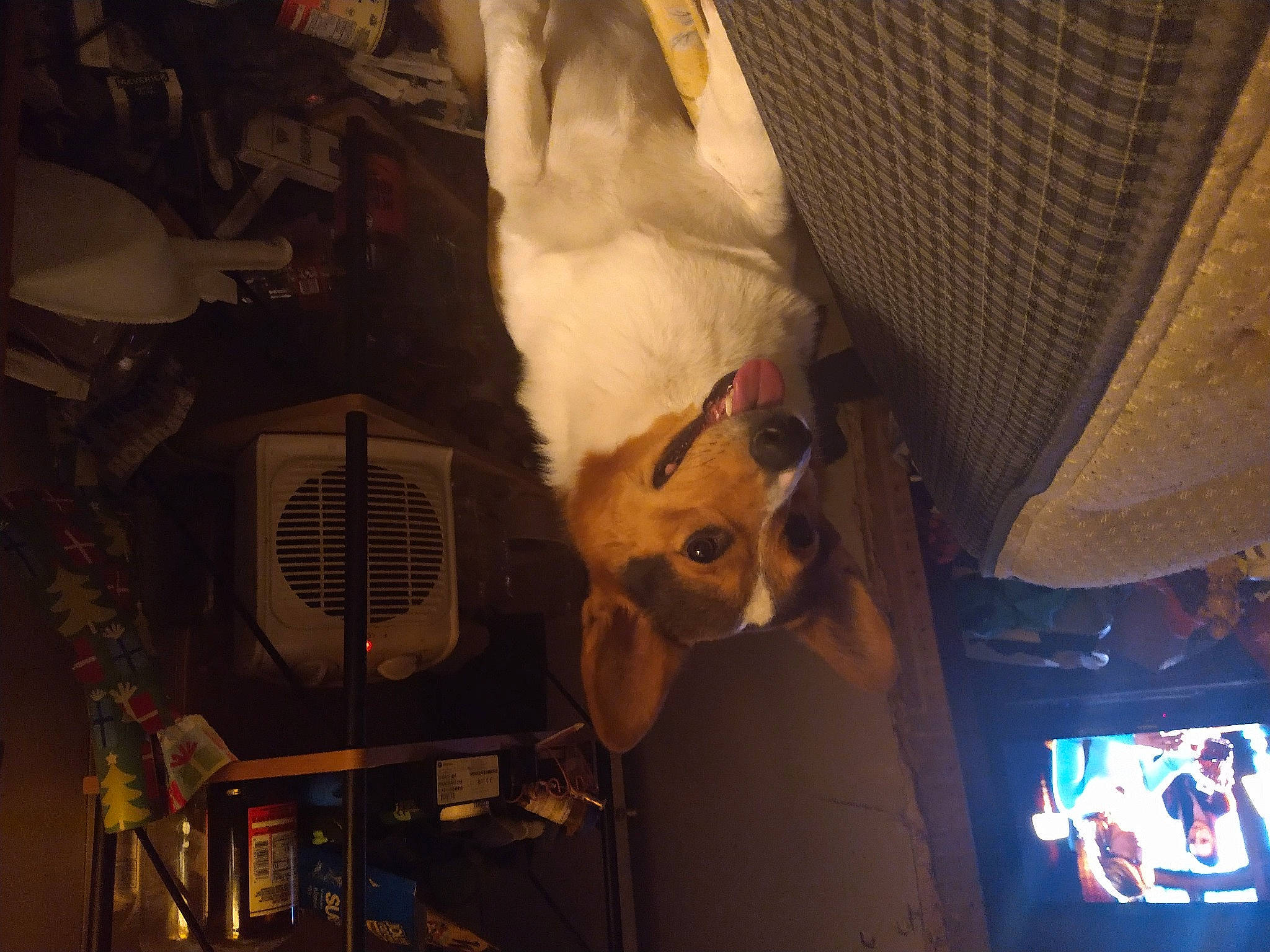 Pluto joined the competition — help win amazing prizes! canidae, carnivore, comfort, companion_dog, corgi_chihuahua, dog, dog_breed, fawn, felidae, fur, non_sporting_group, room, small_to_medium_sized_cats, snout, sporting_group, tail, toy_dog, whiskers