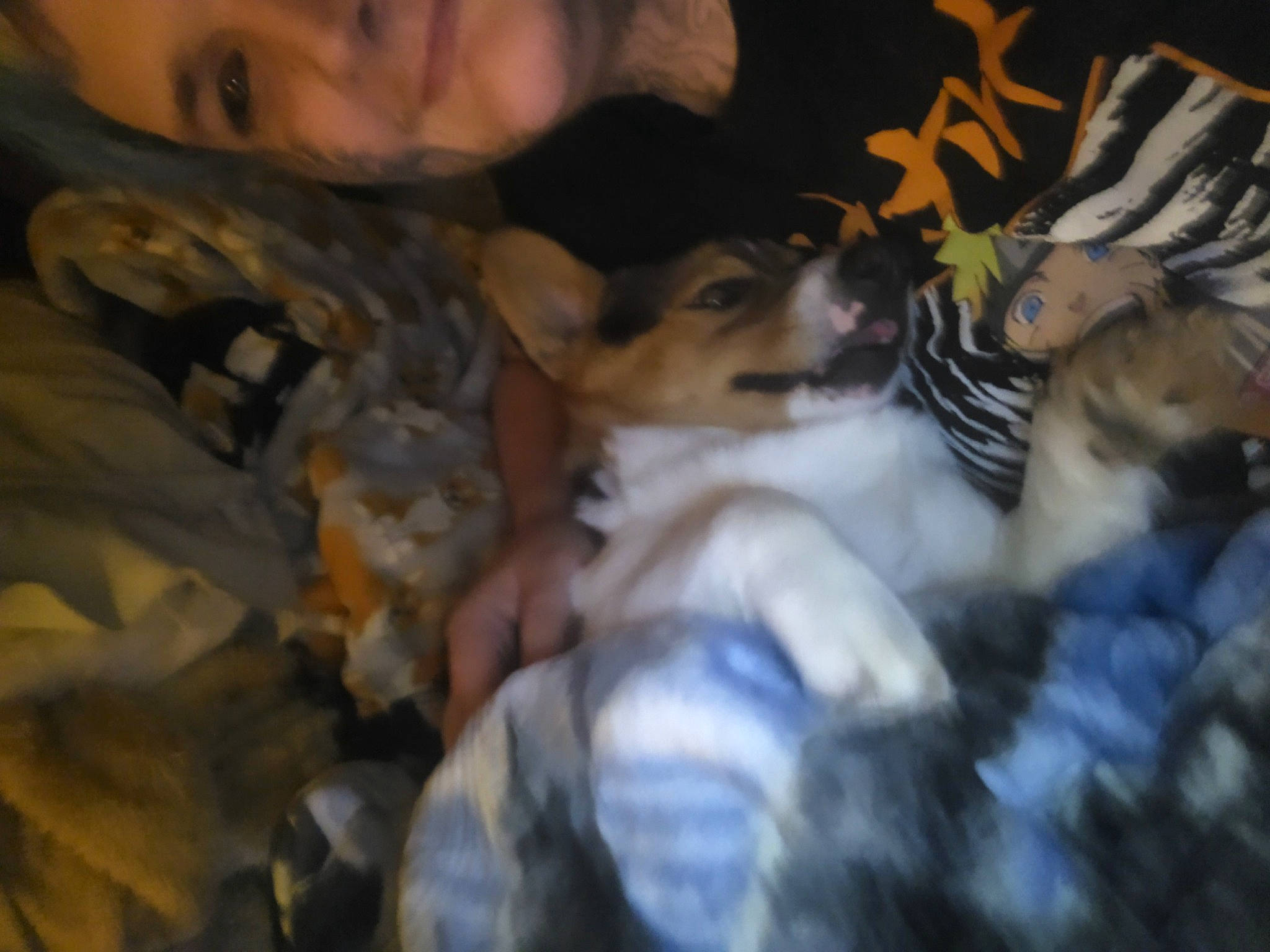 Pluto joined the competition — help win amazing prizes! canidae, carnivore, child, comfort, companion_dog, dog, dog_breed, fun, fur, guard_dog, puppy, sporting_group, whiskers