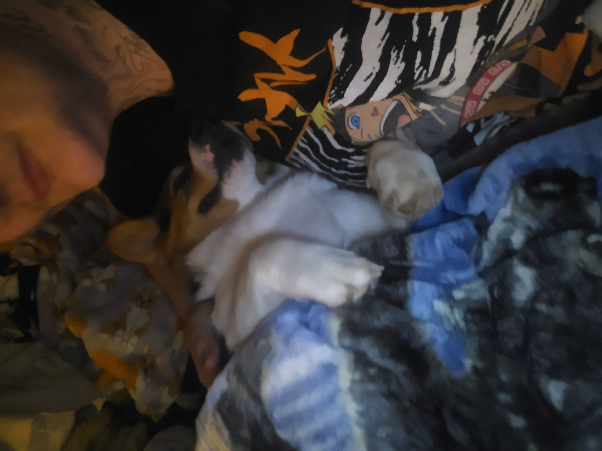 Pluto is registered to the contest to win money with this photo: art, carmine, companion_dog, darkness, dog_breed, felidae, fur, linens, painting, pattern, room, sky, small_to_medium_sized_cats, t_shirt, tail, tree, visual_arts, whiskers