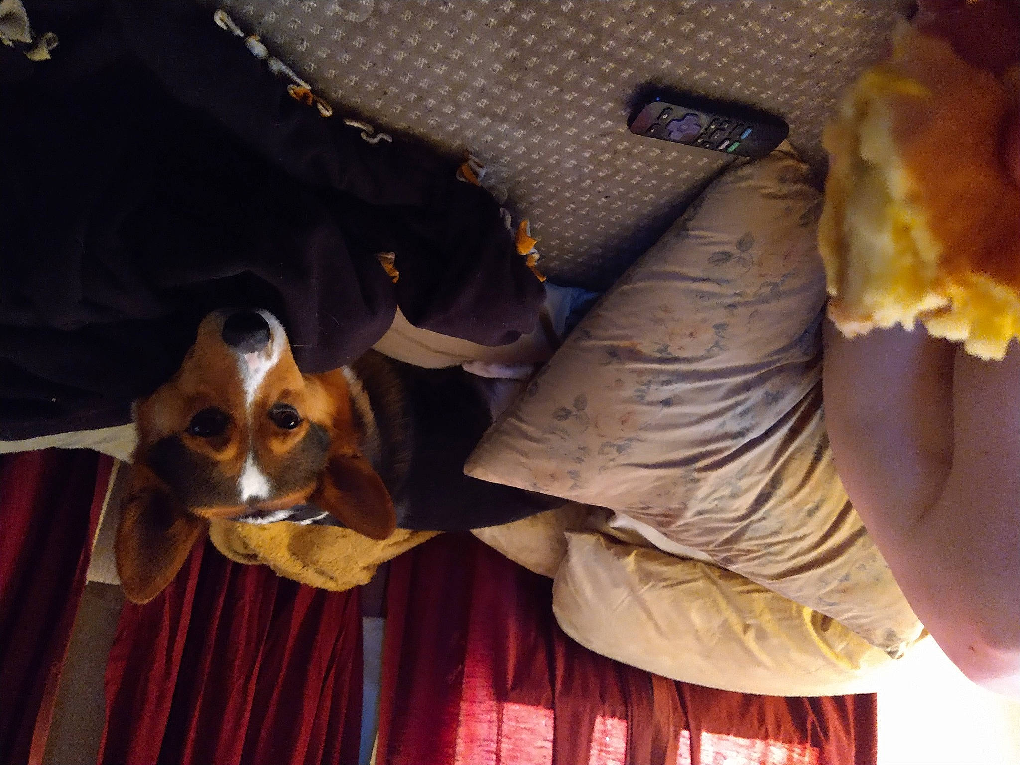 Pluto is registered to the contest to win money with this photo: canidae, carnivore, chilean_fox_terrier, collar, comfort, companion_dog, curtain, dog, dog_breed, fawn, fur, scent_hound, sporting_group, toy_dog, working_animal, wrist