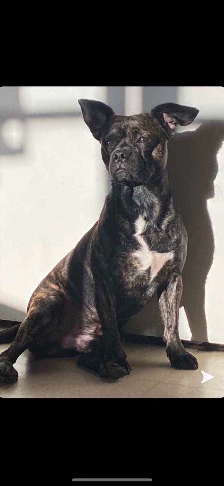 Oddy a rejoint le concours — aidez-le/la à gagner de superbes lots ! ancient_dog_breeds, bulldog, canis_panther, carnivore, companion_dog, dog, dog_breed, dog_collar, guard_dog, liver, molosser, monochrome_photography, snout, sporting_group, tail, terrestrial_animal, toy_dog, whiskers, working_animal, working_dog