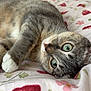 cat, tabby, green_eyes, bed, blanket, floral_pattern, strawberry_pattern, whiskers, feline, pet, cute, animal, resting, indoor, cozy, soft, lying_down, close_up, fur, domestic_cat