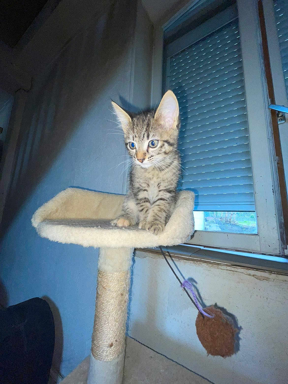 Paupiette participe au concours pour gagner de l'argent avec cette photo : kitten, cat, cat_face, cat_tree, scratching_post, toy, indoor, window, blinds, perch, fur, tabby, whiskers, blue_eyes, flash, shadow, wall, floor, playful, pet