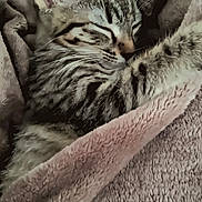Paupiette a rejoint le concours — aidez-le/la à gagner de superbes lots ! cat, kitten, tabby_kitten, sleeping, blanket, cozy, fur, whiskers, ear, paw, indoor, textile, soft, closeup, pet, nap, comfort, stripes, domestic_animal, bed