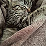 cat, kitten, tabby_kitten, sleeping, blanket, cozy, fur, whiskers, ear, paw, indoor, textile, soft, closeup, pet, nap, comfort, stripes, domestic_animal, bed