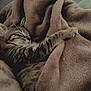 kitten, cat, tabby, sleeping, blanket, cozy, fur, paw, whiskers, nap, indoor, home, bedding, plush_blanket, striped, resting, pet, cute, close_up, sofa