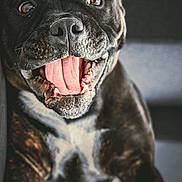 Ulya participe au concours pour gagner de l'argent avec cette photo : dog, black_dog, white_chest, close_up, happy, tongue_out, pet, canine, animal, mouth_open, bright_eyes, indoor, portrait, fur, smiling, friendly, cute, domestic_animal, companionship, playful