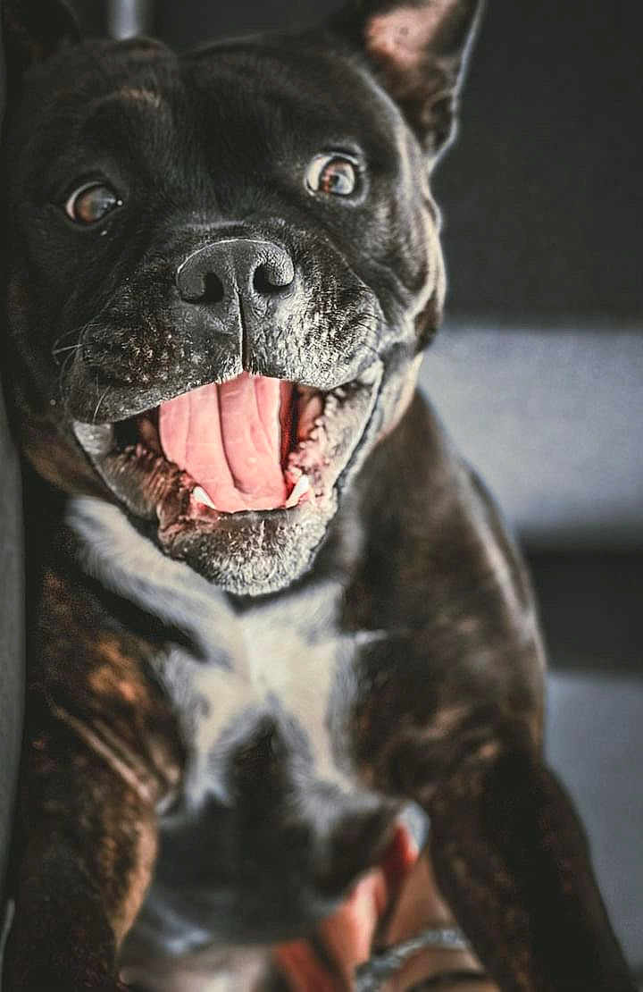Ulya participe au concours pour gagner de l'argent avec cette photo : dog, black_dog, white_chest, close_up, happy, tongue_out, pet, canine, animal, mouth_open, bright_eyes, indoor, portrait, fur, smiling, friendly, cute, domestic_animal, companionship, playful
