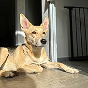 Bella participe au concours pour gagner de l'argent avec cette photo : dog, canine, pointy_ears, tan_fur, lying_down, indoor, sunlight, sunbeam, wood_floor, portrait, close_up, animal, pet, relaxed, alert, black_nose, brown_eyes, large_ears, home, natural_light