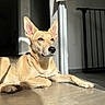 dog, canine, pointy_ears, tan_fur, lying_down, indoor, sunlight, sunbeam, wood_floor, portrait, close_up, animal, pet, relaxed, alert, black_nose, brown_eyes, large_ears, home, natural_light