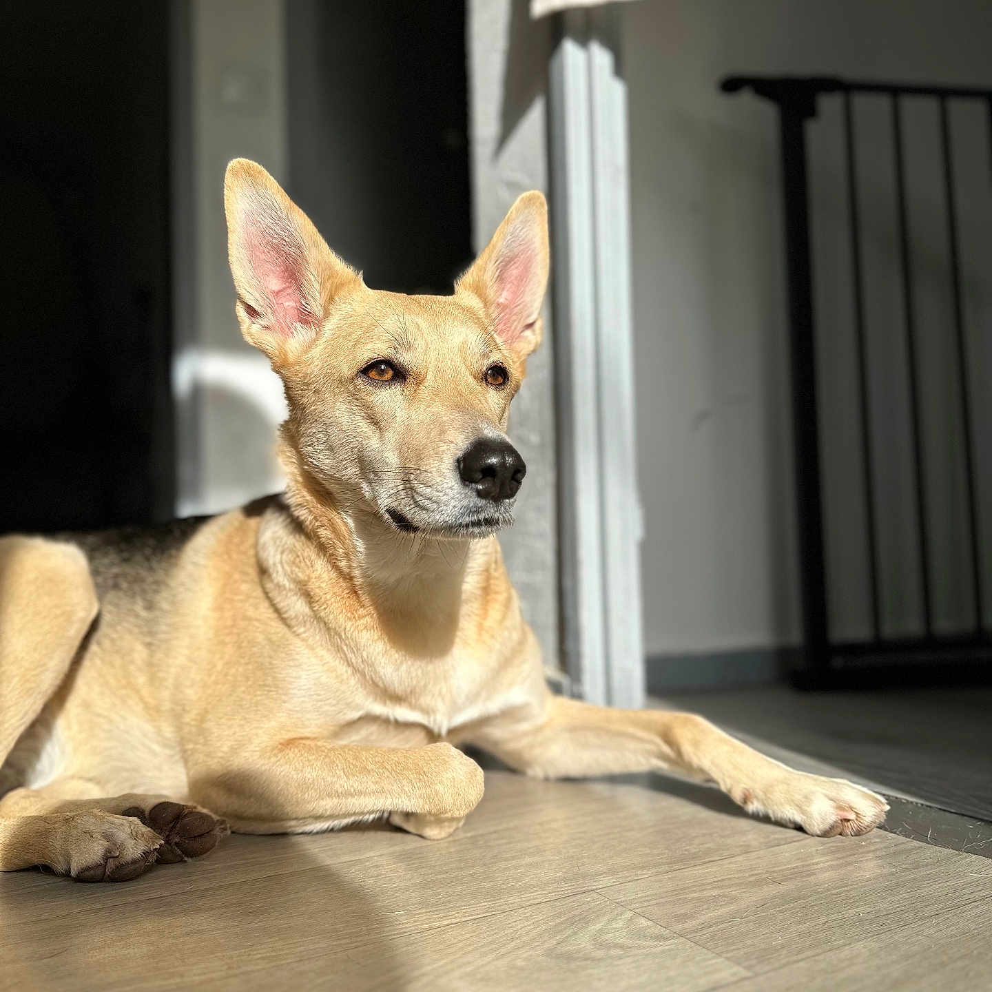 Bella