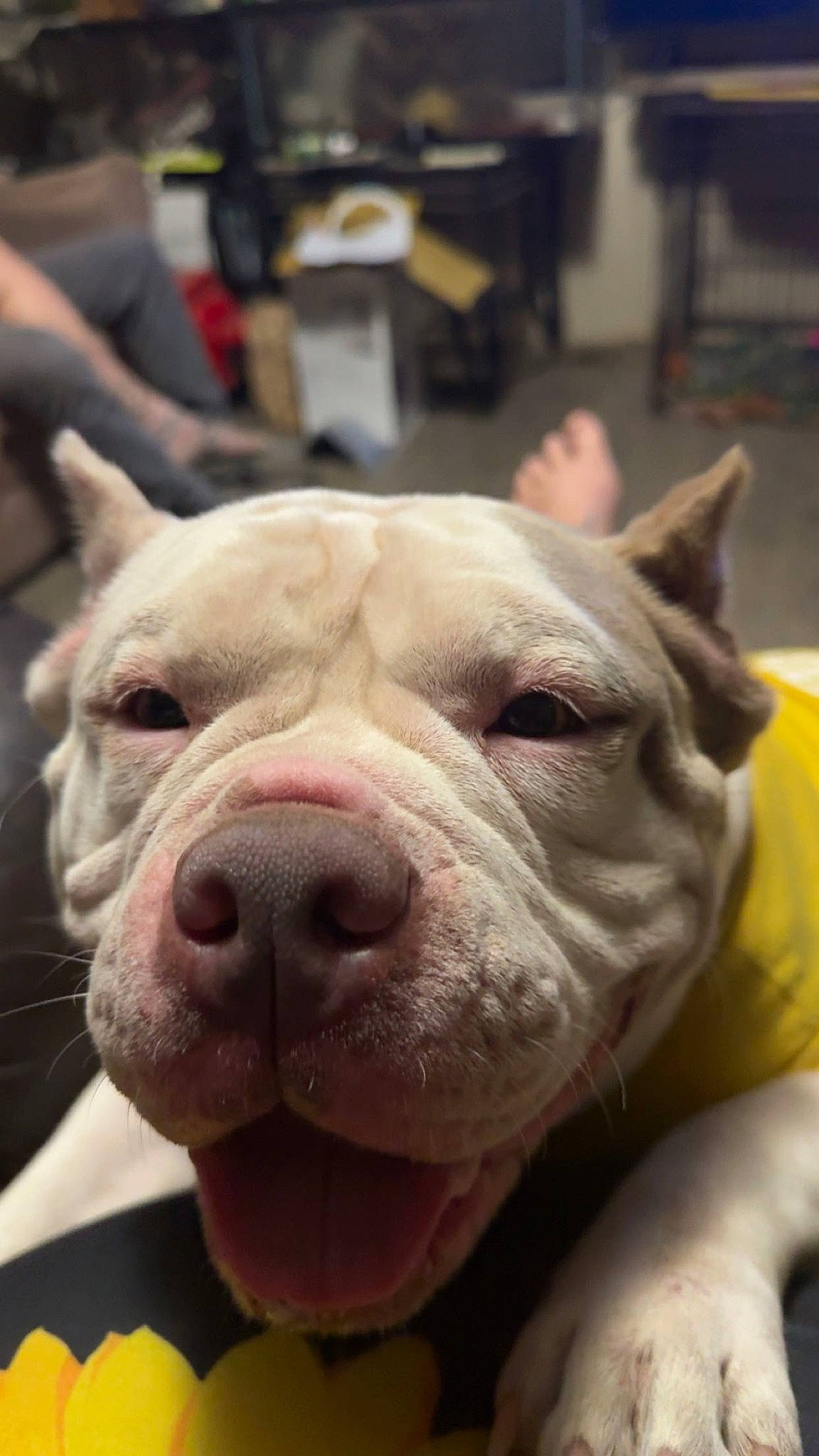 Loca Poca joined the competition — help win amazing prizes! bulldog, canidae, carnivore, chair, close_up, companion_dog, dog, dog_breed, dog_collar, fawn, jaw, molosser, non_sporting_group, snout, sporting_group, terrestrial_animal, whiskers, working_animal, working_dog, wrinkle