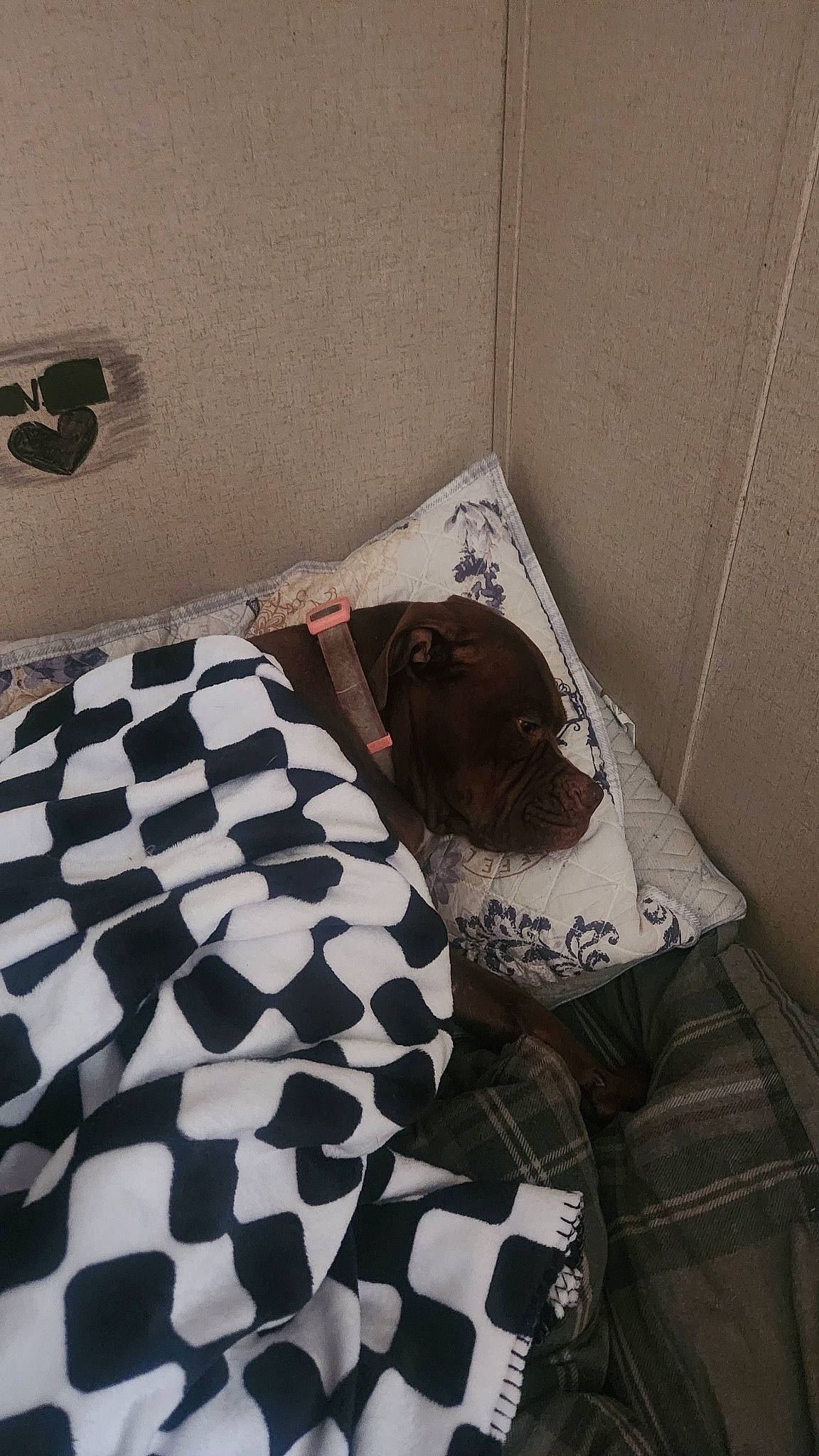 Kiki joined the competition — help win amazing prizes! bed, bed_sheet, bedding, bedroom, carnivore, comfort, companion_dog, couch, dog, fawn, floor, flooring, hardwood, house, linens, pattern, room, sporting_group, tints_and_shades, wood